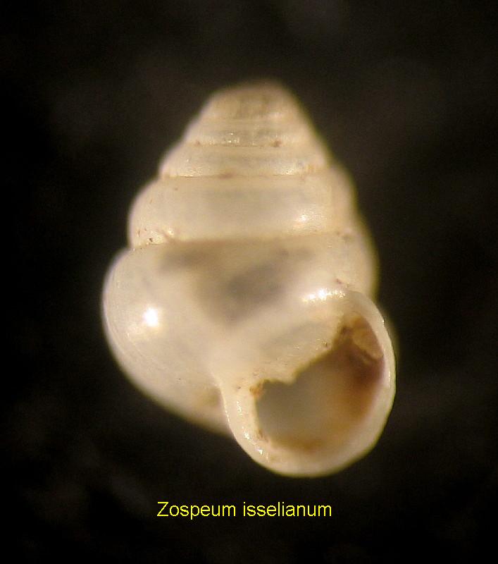 Zospeum isselianum Pollonera, 1887